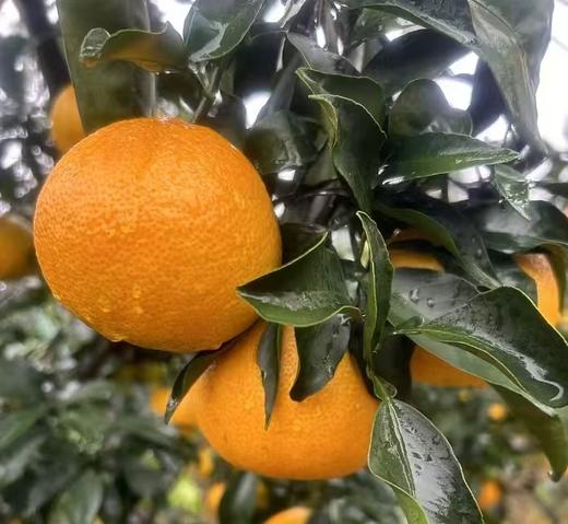 【爱马仕手剥橙】京东/普快随机发货 红美人爱媛结合体 酸甜多汁 果肉细腻 皮薄肉厚 果香浓郁 4种规格任选 商品图1