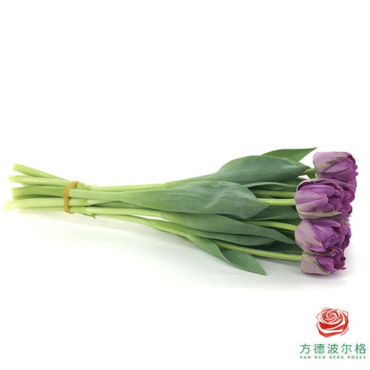 【重瓣郁金香】 蓝莓挞 10枝一扎 商品图4