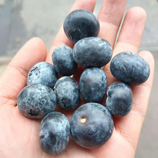 云南蓝莓，18+，脆甜，个别带点酸，250克/盒 商品图0