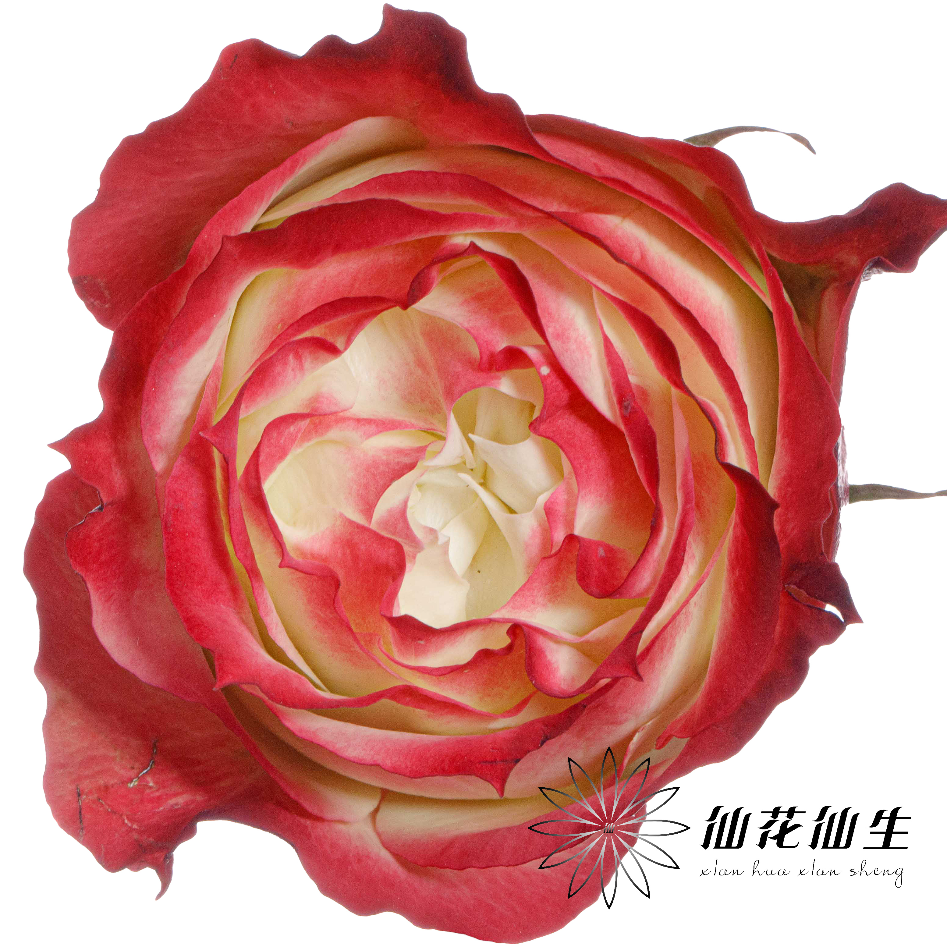 单头玫瑰 | 苹果