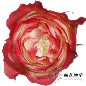 单头玫瑰 | 苹果