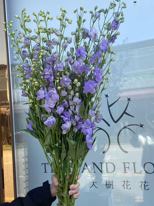 国产大飞燕-【浅紫色】 商品图1