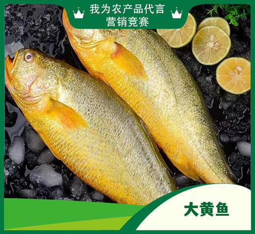 大黄鱼【HXDY】 商品图0