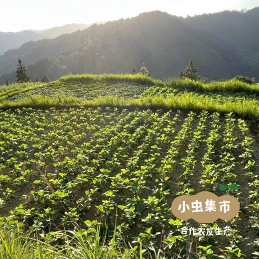 【2025年新豆】生态老品种青皮黄豆 850g/袋 | 合作农友生产，来自贵州黎平洋洞，生产者：杨邦荣 &【公平贸易农人定价】 商品图3