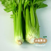 沃野青青有机西芹 4斤装 | 合作农友生产，来自陕西咸阳，生产者：郑力行 *【公平贸易农人定价】 商品缩略图5