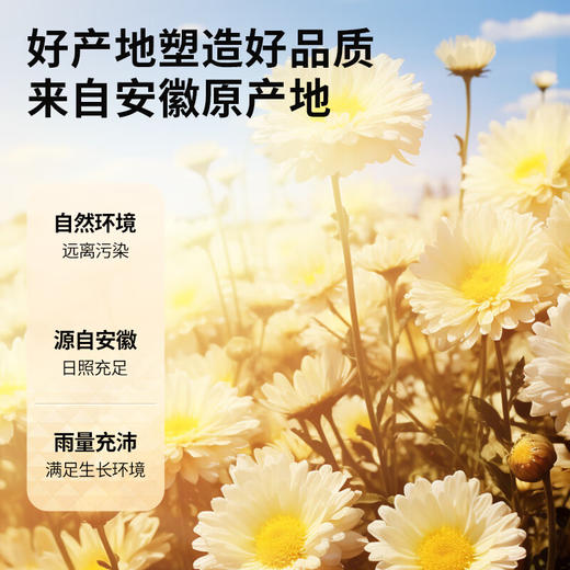 北京同仁堂  青源堂贡菊-80克/瓶Q1000033 商品图1