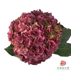 市场绣球 万花筒