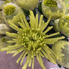 安娜菊（烟花绿安娜） 商品缩略图1