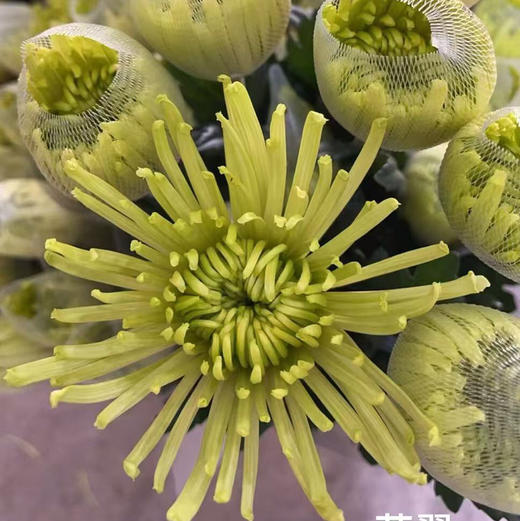 安娜菊（烟花绿安娜） 商品图1