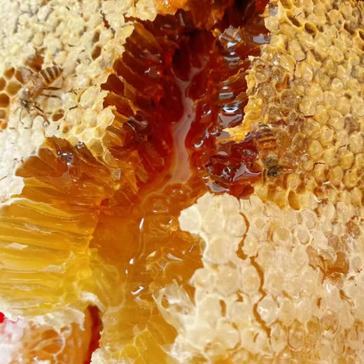 【来自新疆的天然好蜜】亩育万物 新疆伊犁黑蜂蜜 500g/瓶 伊犁黑蜂雪蜜500g/瓶  伊犁黑蜂巢蜜 500g/盒 商品图11