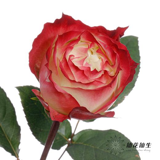 单头玫瑰 | 苹果 商品图1