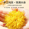 北京同仁堂  青源堂金丝皇菊35朵Q1000189 商品缩略图2