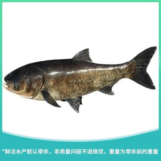大湖雄鱼 约1750g±50g/条 商品图0