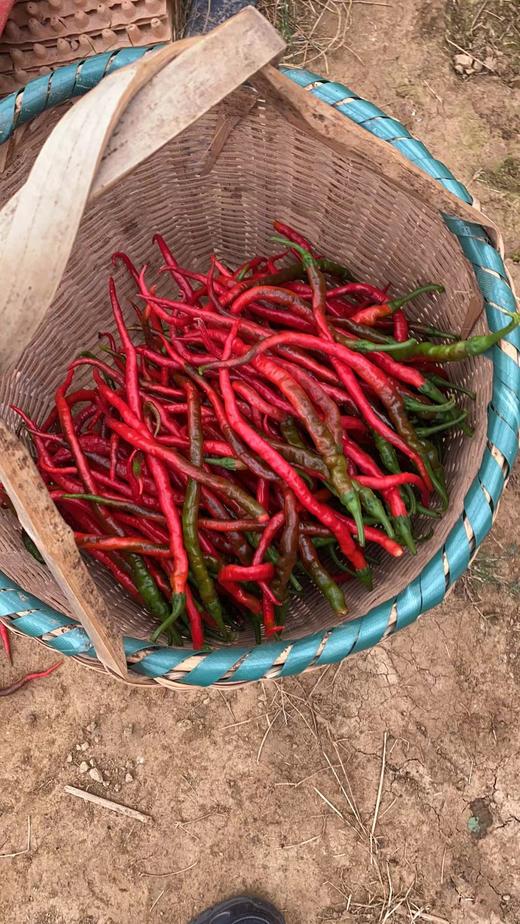 浏阳鸡肠子红辣椒，1斤 商品图5