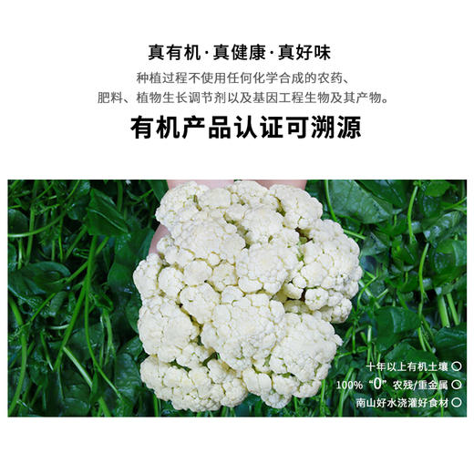有机松花菜（500g) 商品图1