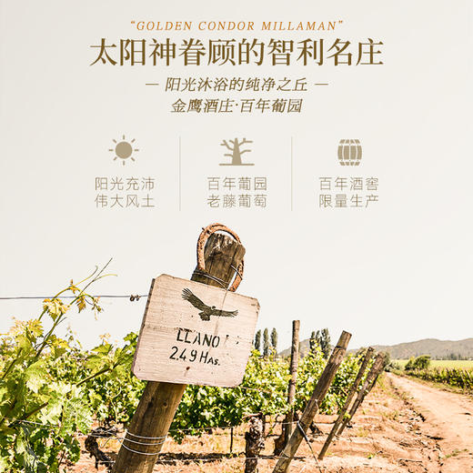 【五星级酒店指定用酒】智利名庄金鹰酒庄系列葡萄酒 智利原瓶进口 商品图9