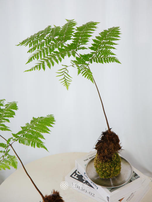 苔藓球红磷蕨 商品图1