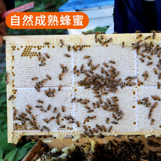 【送礼必备】北京水源地密云荆花蜂蜜 京华蜜韵礼盒装520g*2瓶 商品图7