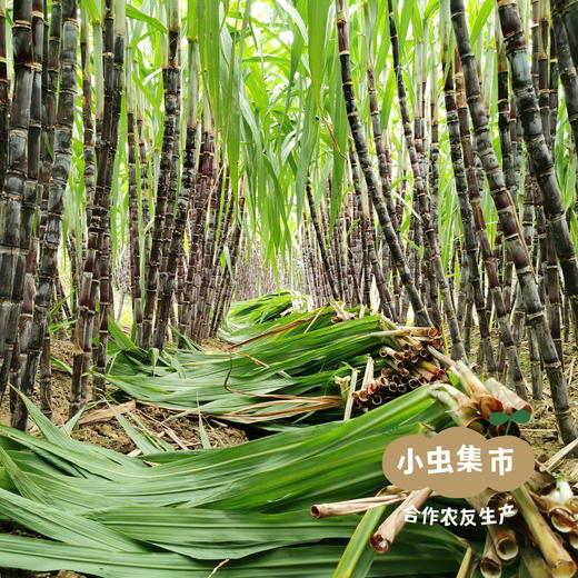 福建有机紫皮甘蔗 4.5斤/8斤 | 合作农友生产，产自福建南平，生产者：江禄 *【公平贸易农人定价】 商品图8