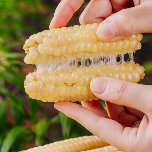 菜头商城 傣家甜糯小玉米 （花糯玉米、拇指玉米两款可选，每袋800克） 商品图3