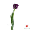【重瓣郁金香】 蓝莓挞 10枝一扎 商品缩略图2
