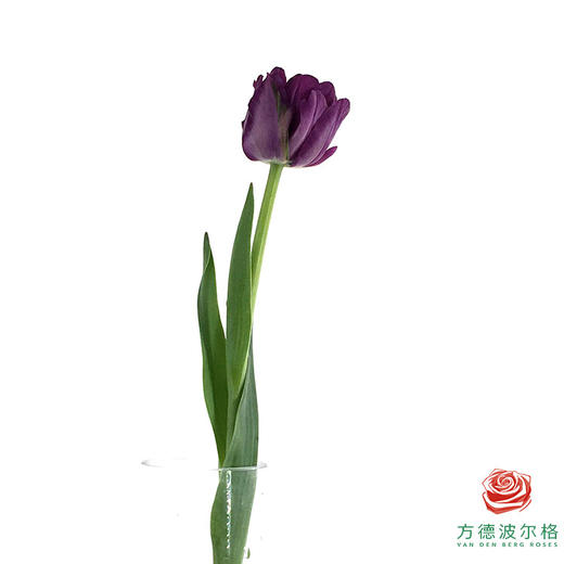 【重瓣郁金香】 蓝莓挞 10枝一扎 商品图2