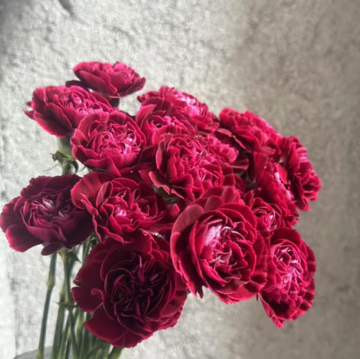 康乃馨.红绸（永恒） 商品图2