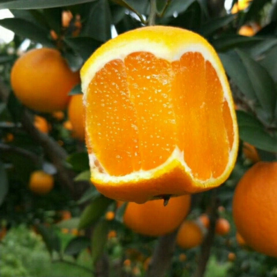 【甄选】正宗湖北秭归脐橙新鲜九月红