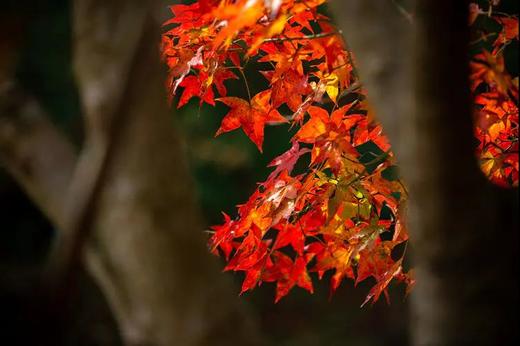 12月18日【郴州】桂阳红枫、仰天湖秋色，高椅岭三天摄影 商品图1