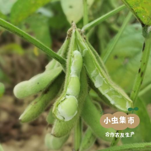 【2025年新豆】生态老品种青皮黄豆 850g/袋 | 合作农友生产，来自贵州黎平洋洞，生产者：杨邦荣 &【公平贸易农人定价】 商品图4