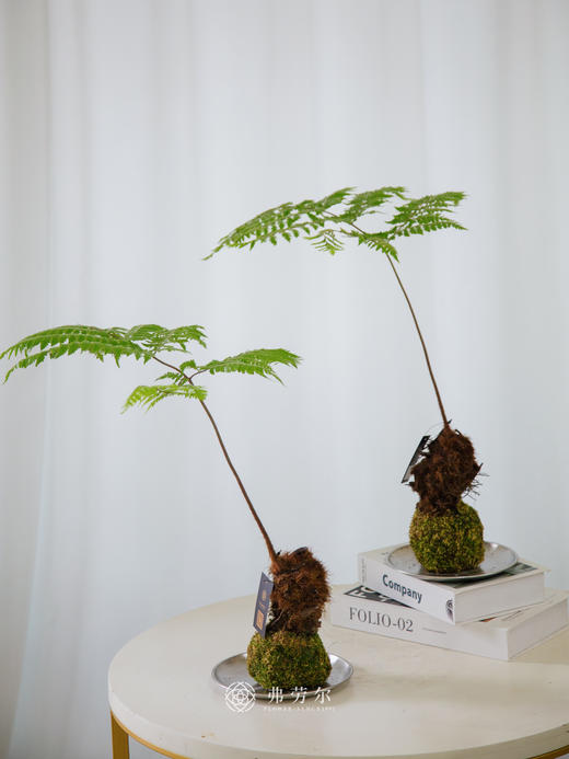 苔藓球红磷蕨 商品图0