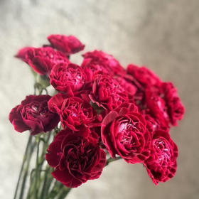 康乃馨.红绸（永恒）