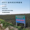 有机彩棉儿童内裤 男女童平角内裤 大小童宝宝三角裤 纯棉亲肤透气 素道敦煌天然有机彩棉基地 舒适安全健康 [漳州仓] 商品缩略图6