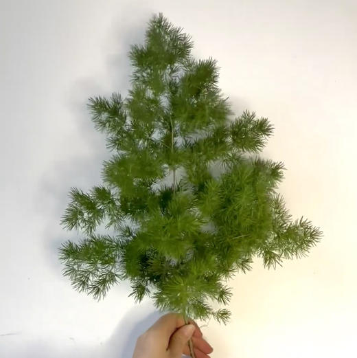 配叶-蓬莱松 商品图0