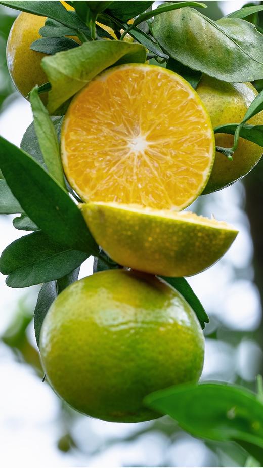 现摘现发【丹霞贡柑｜基地直采】柑中帝皇-皮薄多汁，果肉脆甜！—悠远历史的天然美味！似橙似柚又似橘！省内包邮！ 商品图2