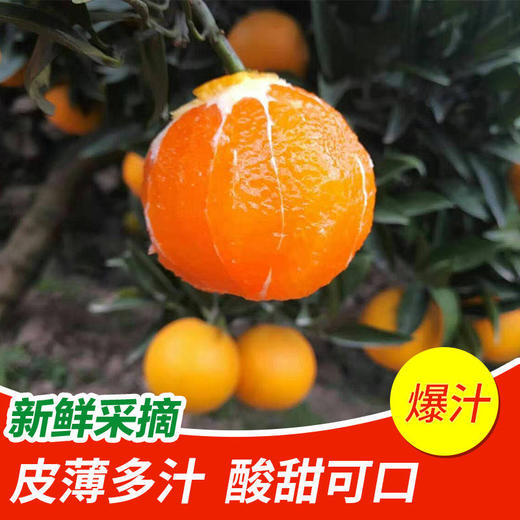 【甄选】正宗湖北秭归脐橙新鲜九月红 商品图3