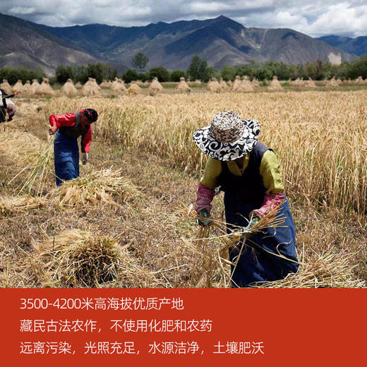 西藏黑青稞糌粑粉680g 商品图3