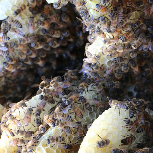 【送礼必备】北京水源地密云荆花蜂蜜 京华蜜韵礼盒装520g*2瓶 商品图6