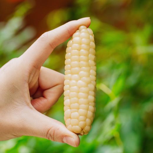 菜头商城 傣家甜糯小玉米 （花糯玉米、拇指玉米两款可选，每袋800克） 商品图4