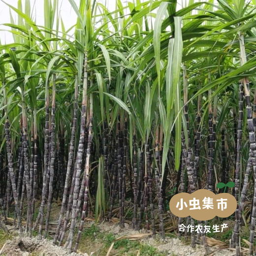 福建有机紫皮甘蔗 4.5斤/8斤 | 合作农友生产，产自福建南平，生产者：江禄 *【公平贸易农人定价】 商品图5