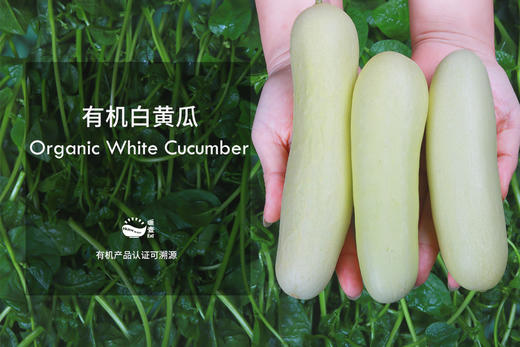 有机白皮黄瓜（500g） 商品图1