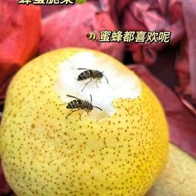 蜂蜜脆梨