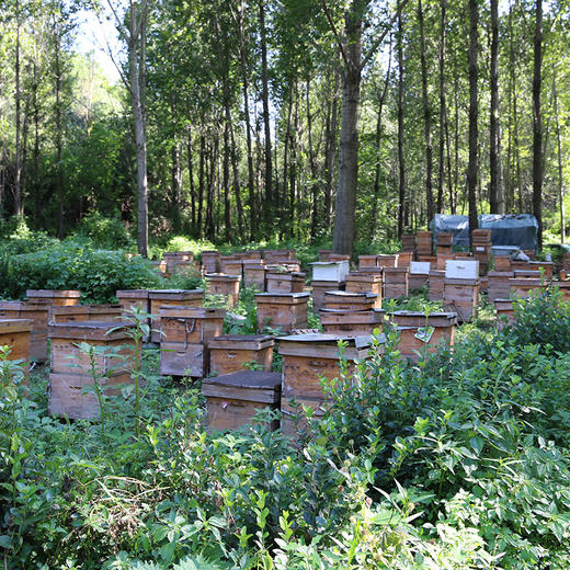 【送礼必备】北京水源地密云荆花蜂蜜 京华蜜韵礼盒装520g*2瓶 商品图1