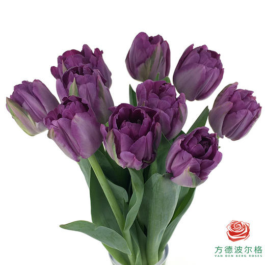 【重瓣郁金香】 蓝莓挞 10枝一扎 商品图3