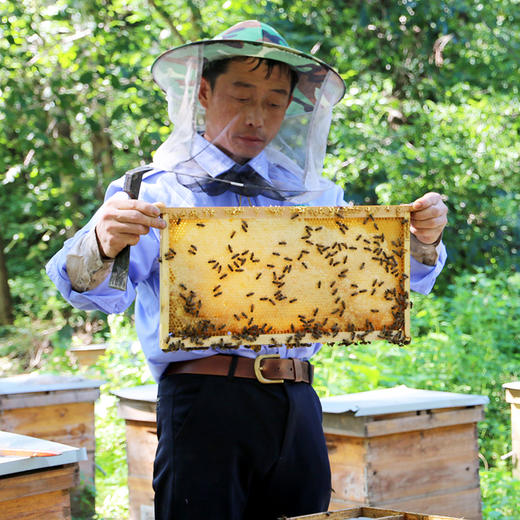 【送礼必备】北京水源地密云荆花蜂蜜 京华蜜韵礼盒装520g*2瓶 商品图5