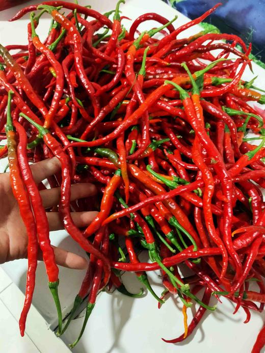 浏阳鸡肠子红辣椒，1斤 商品图4