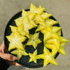 现切树上熟杨桃400g+ 商品缩略图0
