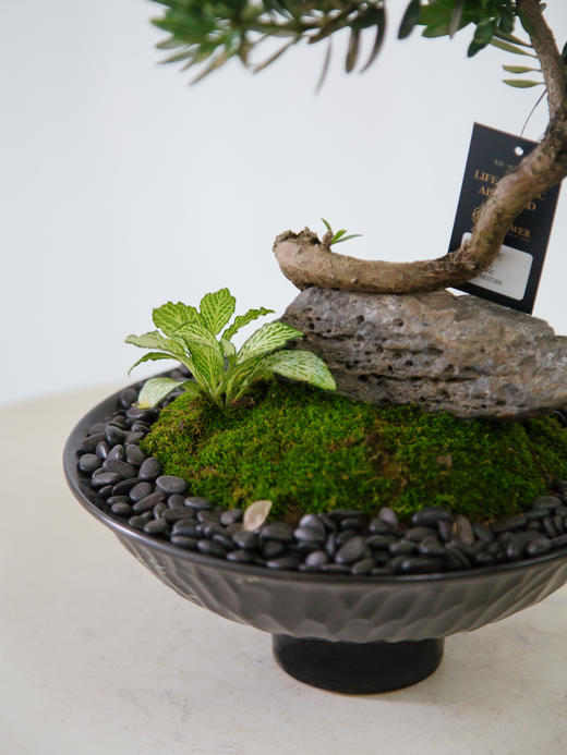 菊芯罗汉松 商品图1