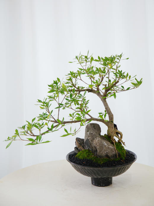 提根栀子花 商品图0