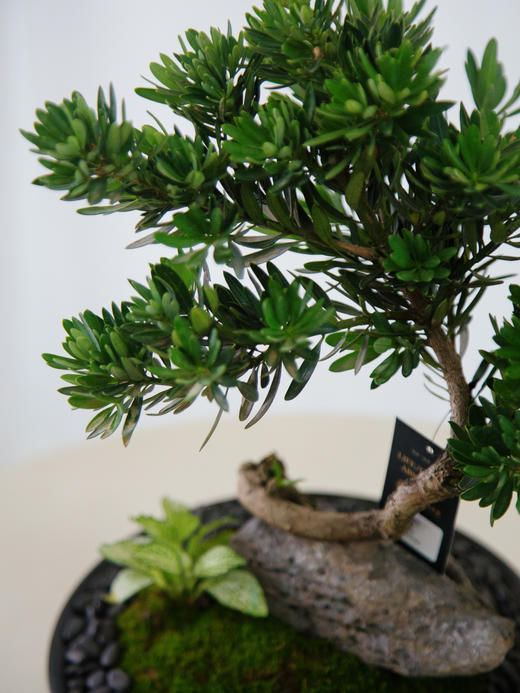 菊芯罗汉松 商品图2